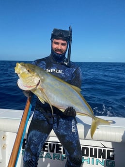 Yellowtail Amberjack fishing in Islamorada, Florida