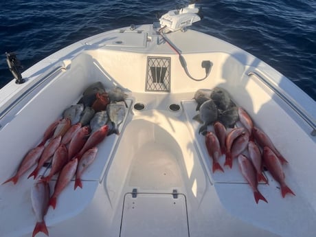 Scup / Porgy, Triggerfish, Vermillion Snapper Fishing in Mount Pleasant, South Carolina