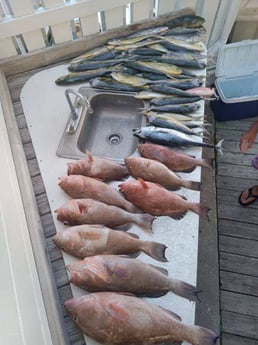 False Albacore, Mahi Mahi, Red Grouper Fishing in Clearwater, Florida