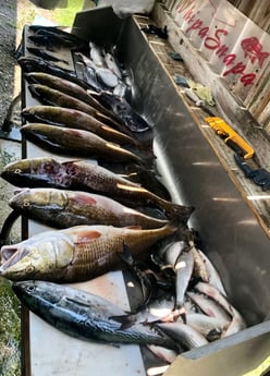 Little Tunny / False Albacore, Redfish, Striped Bass Fishing in Biloxi, Mississippi, USA
