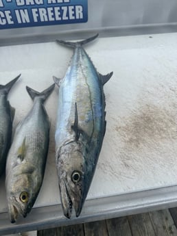 Bluefish, Kingfish Fishing in Destin, Florida