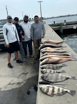 Black Drum, Redfish, Sheepshead Fishing in League City, Texas