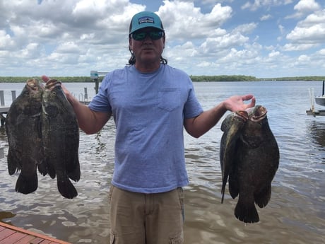 Tripletail Fishing in Chokoloskee, Florida