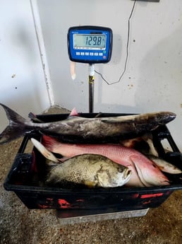 Cobia, Red Snapper, Tripletail Fishing in Boothville-Venice, LA, USA