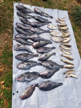 Black Seabass, Perch, Scup / Porgy Fishing in Wrightsville Beach, North Carolina