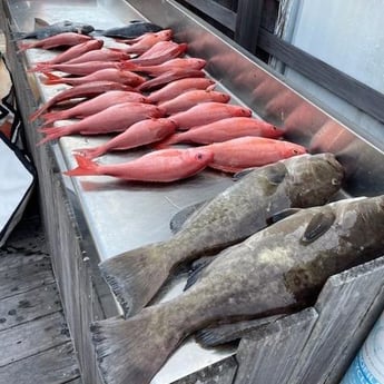 Black Seabass, Gag Grouper, Vermillion Snapper Fishing in Charleston, South Carolina