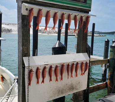 Vermillion Snapper Fishing in Destin, Florida