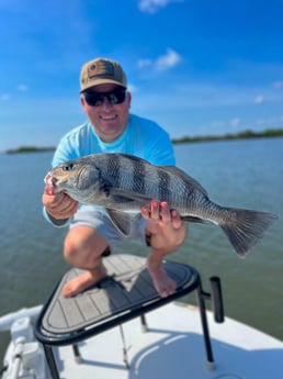 Black Drum Fishing in New Smyrna Beach, Florida