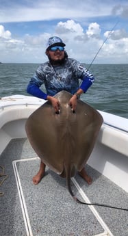Ray, Stingray Fishing in Galveston, Texas