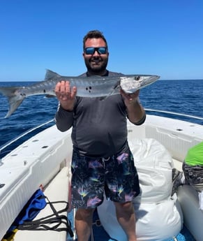 Barracuda fishing in Fort Myers Beach, Florida