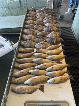 Redfish, Sheepshead Fishing in Buras, Louisiana