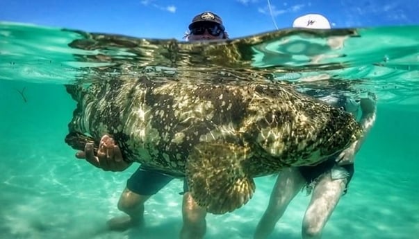 Goliath Grouper fishing in Cudjoe Key, Florida