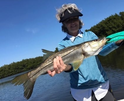 Snook Fishing in St. Petersburg, Florida