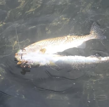 Speckled Trout / Spotted Seatrout fishing in Fort Myers, Florida