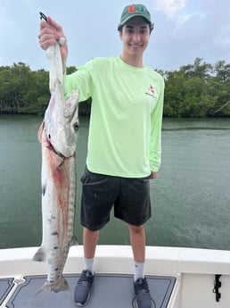 Barracuda fishing in Key Largo, Florida