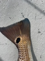 Redfish Fishing in Shell Beach, Louisiana