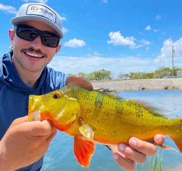 Peacock Bass fishing in Tavernier, Florida