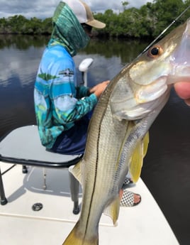 Snook fishing in Chokoloskee, Florida