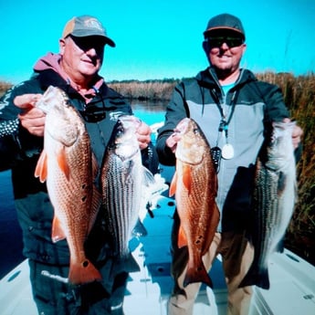 Hybrid Striped Bass, Redfish, Striped Bass Fishing in Jacksonville, Florida