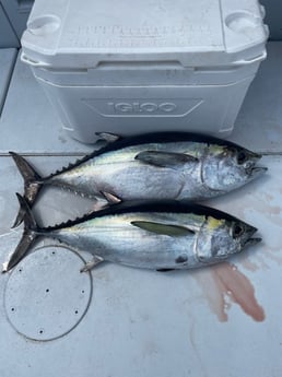 Blackfin Tuna fishing in West Palm Beach, Florida