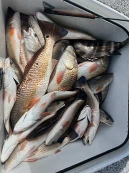 Redfish, Sheepshead Fishing in Buras, Louisiana