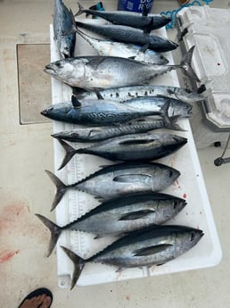 Blackfin Tuna, False Albacore Fishing in Pompano Beach, Florida