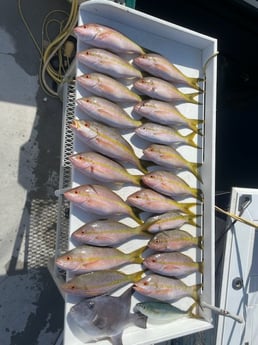 Triggerfish, Yellowtail Amberjack, Yellowtail Snapper Fishing in Key Largo, Florida