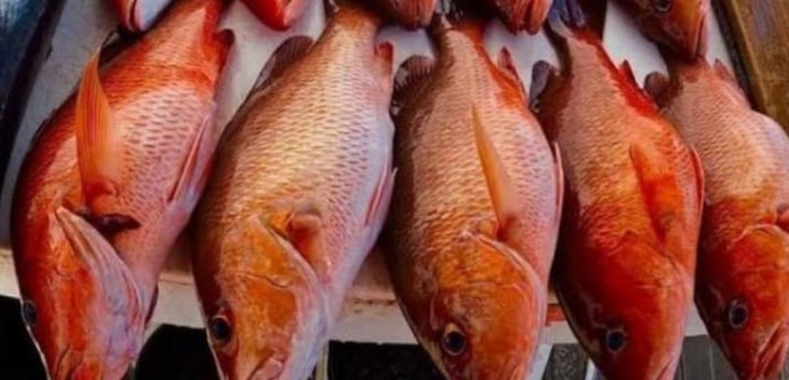 Mangrove Snapper Fishing in Clearwater, Florida