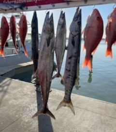 Barracuda, Kingfish, Red Snapper Fishing in Port Aransas, Texas