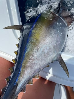 Bluefin Tuna fishing in Sarasota, Florida