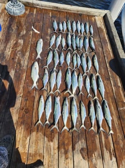 Bluefish, Spanish Mackerel Fishing in Pensacola, Florida