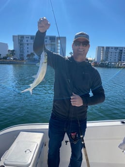 Ladyfish Fishing in Destin, Florida