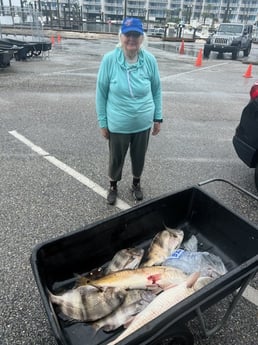 Redfish, Sheepshead Fishing in Orange Beach, Alabama