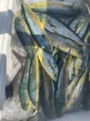 Mahi Mahi Fishing in Panama City, Florida