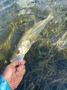 Snook Fishing in Big Pine Key, Florida