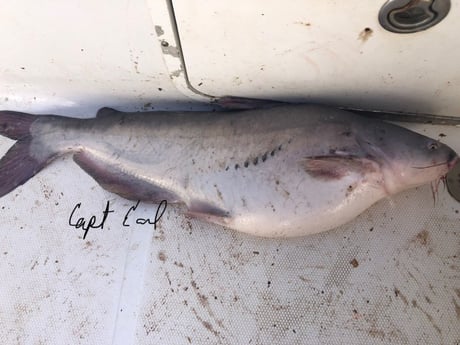 Blue Catfish Fishing in Biloxi, Mississippi
