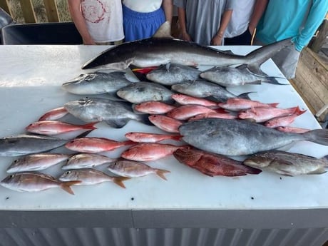 Black Grouper, Blue Shark, Red Snapper, Redfish, Triggerfish Fishing in Orange Beach, Alabama