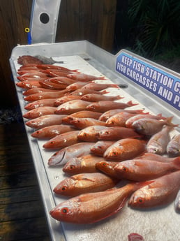 Scup, Strawberry Grouper, Triggerfish, Vermillion Snapper Fishing in Destin, Florida
