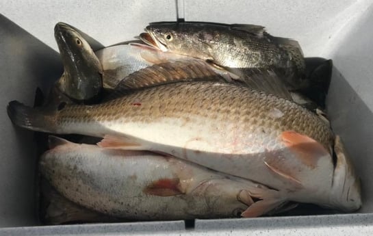 Redfish, Speckled Trout / Spotted Seatrout Fishing in Bolivar Peninsula, Texas