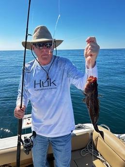 Lingcod Fishing in Niceville, Florida