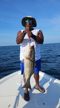 Gag Grouper Fishing in Fort Walton Beach, Florida