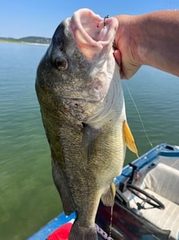Freshwater Drum Fishing in Briarcliff, Texas