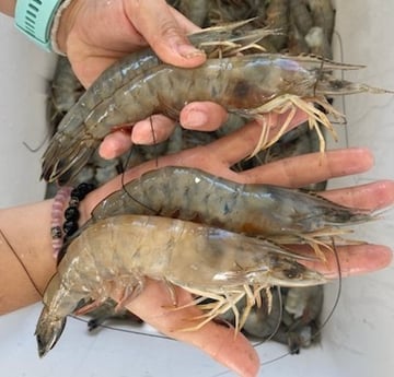 Shrimp fishing in St. Augustine, Florida