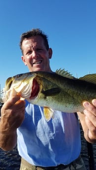 Largemouth Bass Fishing in Fort Lauderdale, Florida