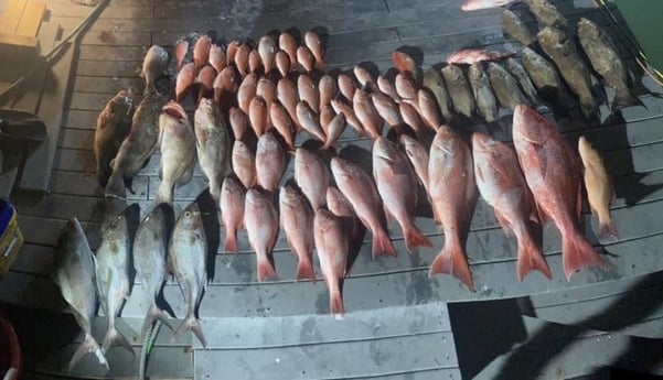 Amberjack, Red Grouper, Red Snapper, Vermillion Snapper Fishing in Madeira Beach, Florida