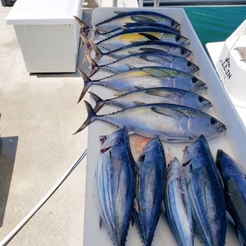 Blackfin Tuna, Skipjack Tuna fishing in Key West, Florida