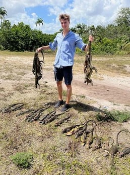 Iguana Fishing in Delray Beach, Florida