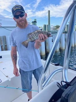 Scamp Grouper Fishing in St. Petersburg, Florida