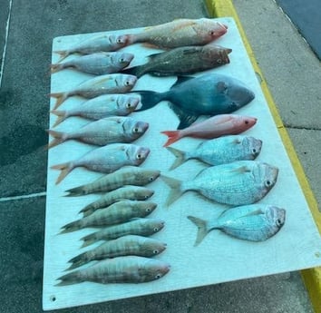 Bream, Gag Grouper, Perch, Triggerfish, Vermillion Snapper Fishing in Destin, Florida