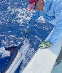 Blue Marlin Fishing in Key West, Florida